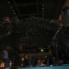 T-Rex