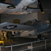 Wildcat