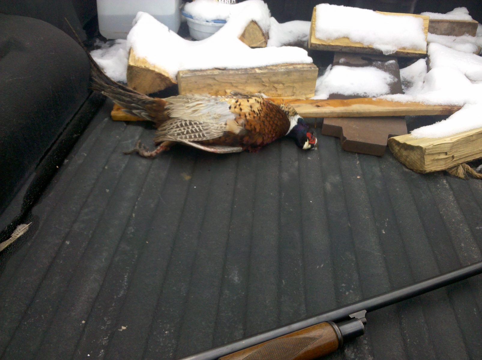 Pheasant hunting 2011 B