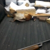 Pheasant hunting 2011 B
