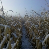 Pheasant hunting 2011 D