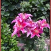 Lilies