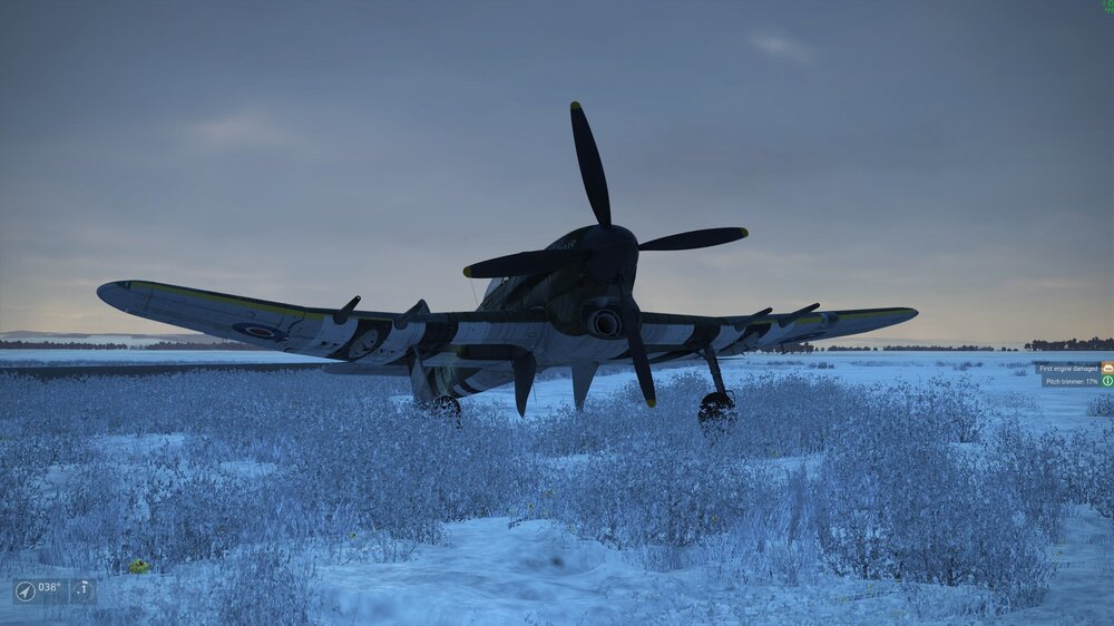 Tiffie bent wing.jpg